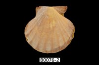 藏品(海扇蛤)的圖片